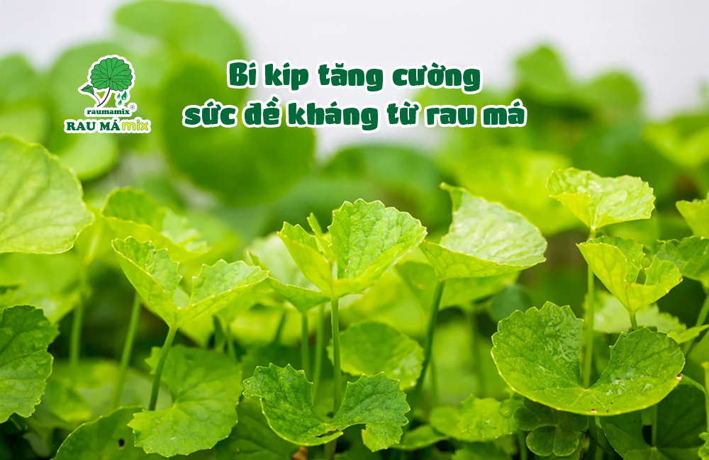 Rau-ma-giup-ho-tro-tang-cuong-suc-de-khang