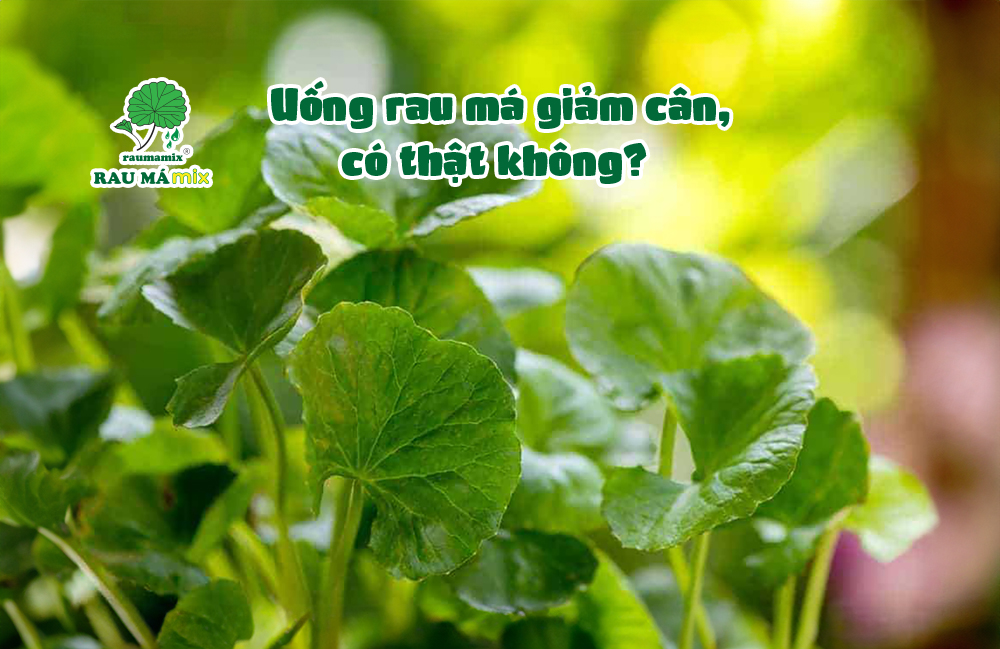 Trang chủ - Rau Má Mix - Càng Mix Càng Ngon