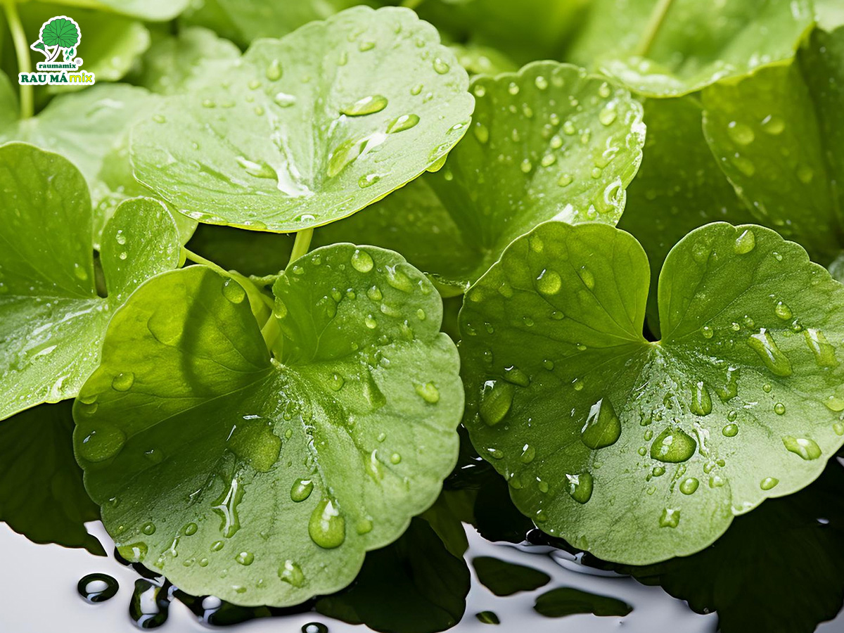 CÔNG DỤNG RAU MÁ ĐẬU XANH TUYỆT VỜI CHƯA AI NÓI CHO BẠN BIẾT! - Rau Má ...