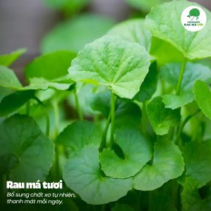 Chất Xơ Hòa Tan Từ Rau Má